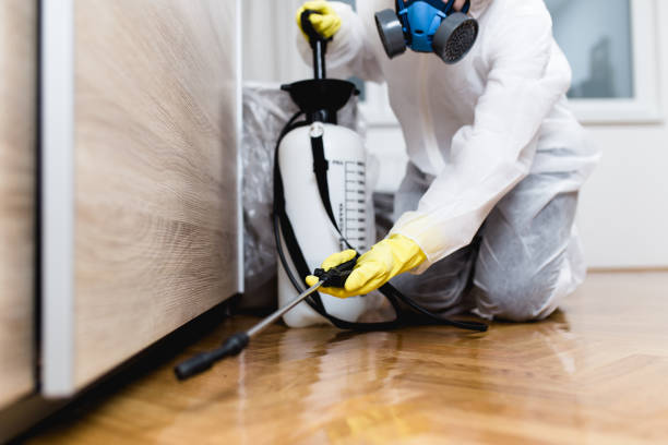 Best Termite Control Services  in Big Bear City, CA