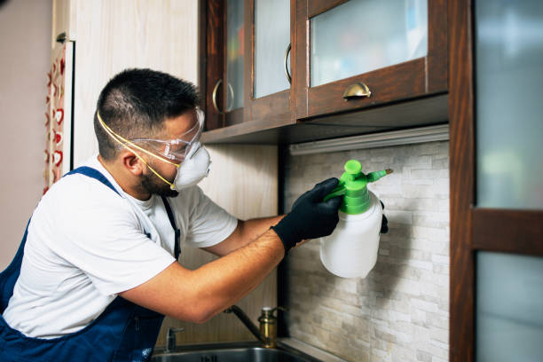 Professional Pest Control in Big Bear City, CA