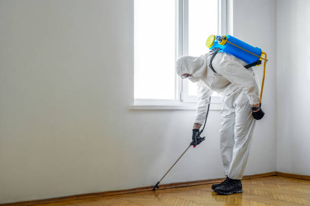 Best Bed Bug Extermination  in Big Bear City, CA