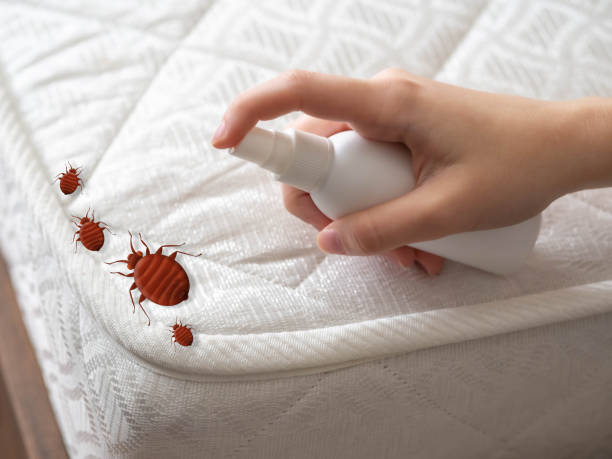 Best Affordable Pest Control Services  in Big Bear City, CA