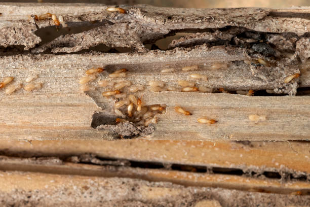 Best Wasp Removal Services  in Big Bear City, CA